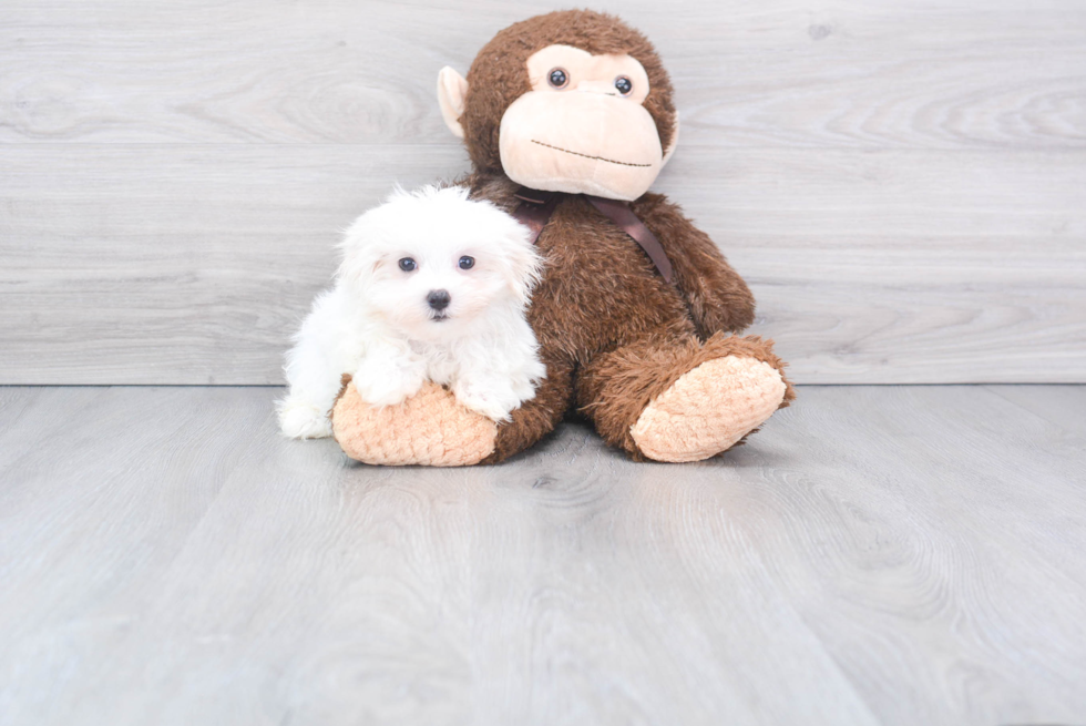 Hypoallergenic Maltese Baby