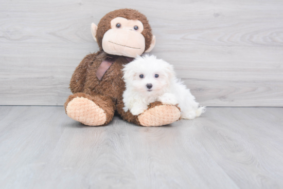 Little Maltese Purebred Pup