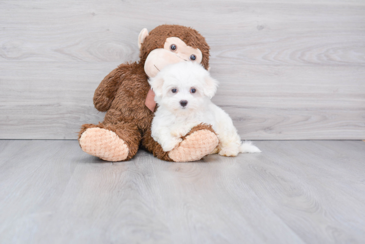 Hypoallergenic Maltese Purebred Pup