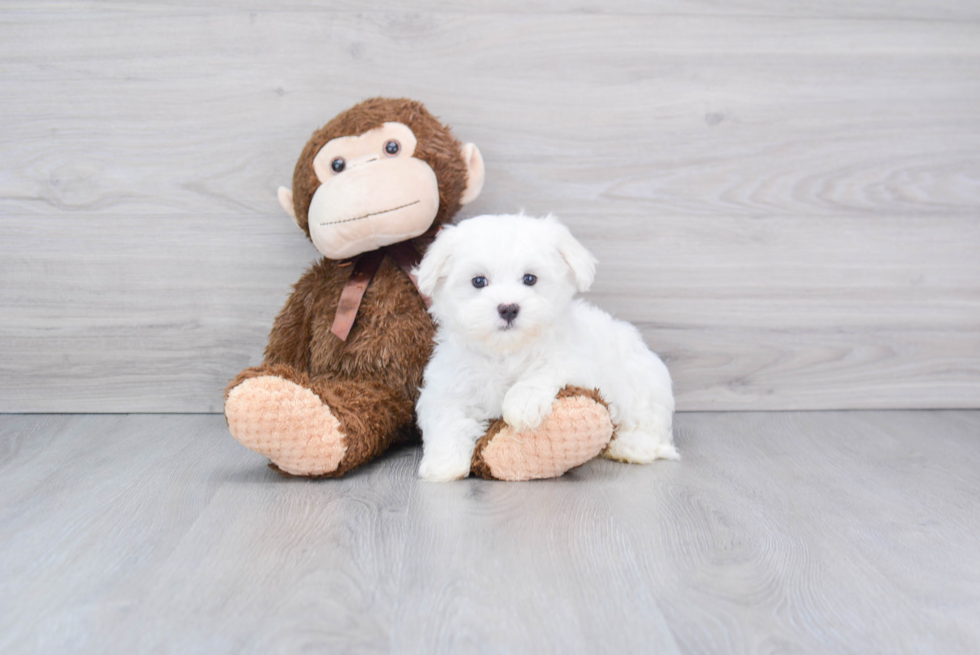 Cute Maltese Purebred Puppy