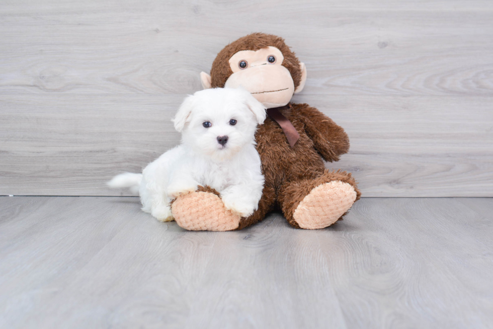 Happy Maltese Purebred Puppy