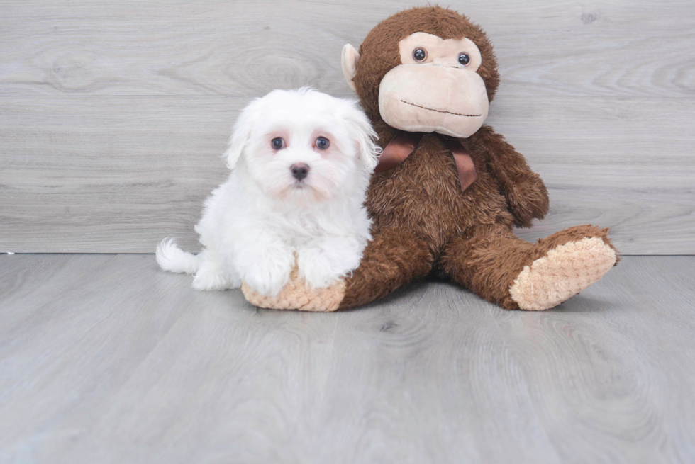 Maltese Pup Being Cute