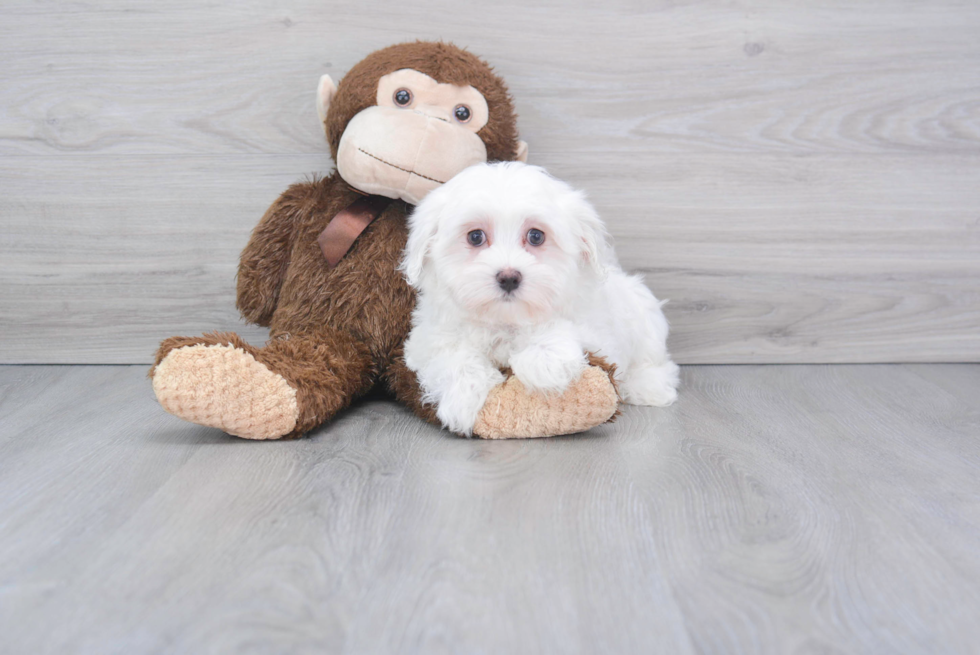 Akc Registered Maltese Baby