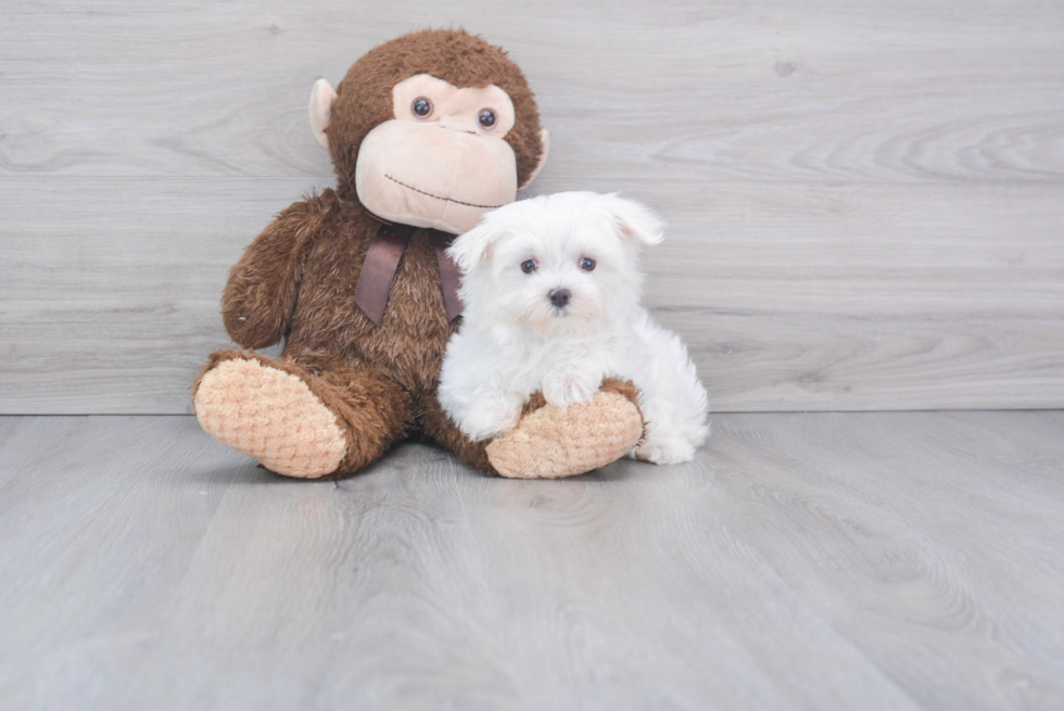 Maltese Pup Being Cute