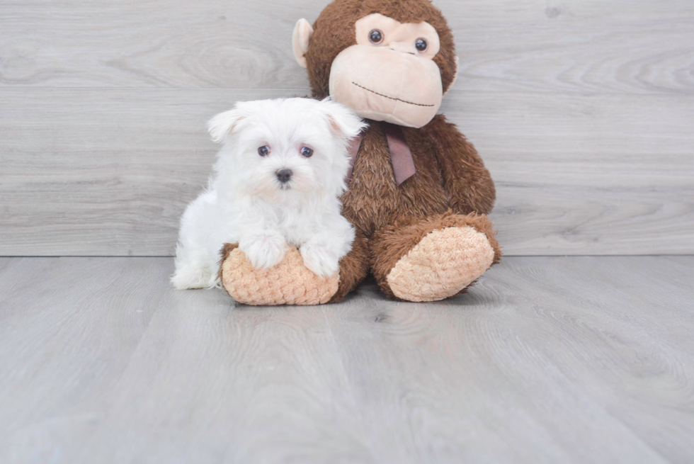 Fluffy Maltese Purebred Puppy