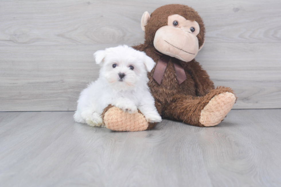 Hypoallergenic Maltese Baby