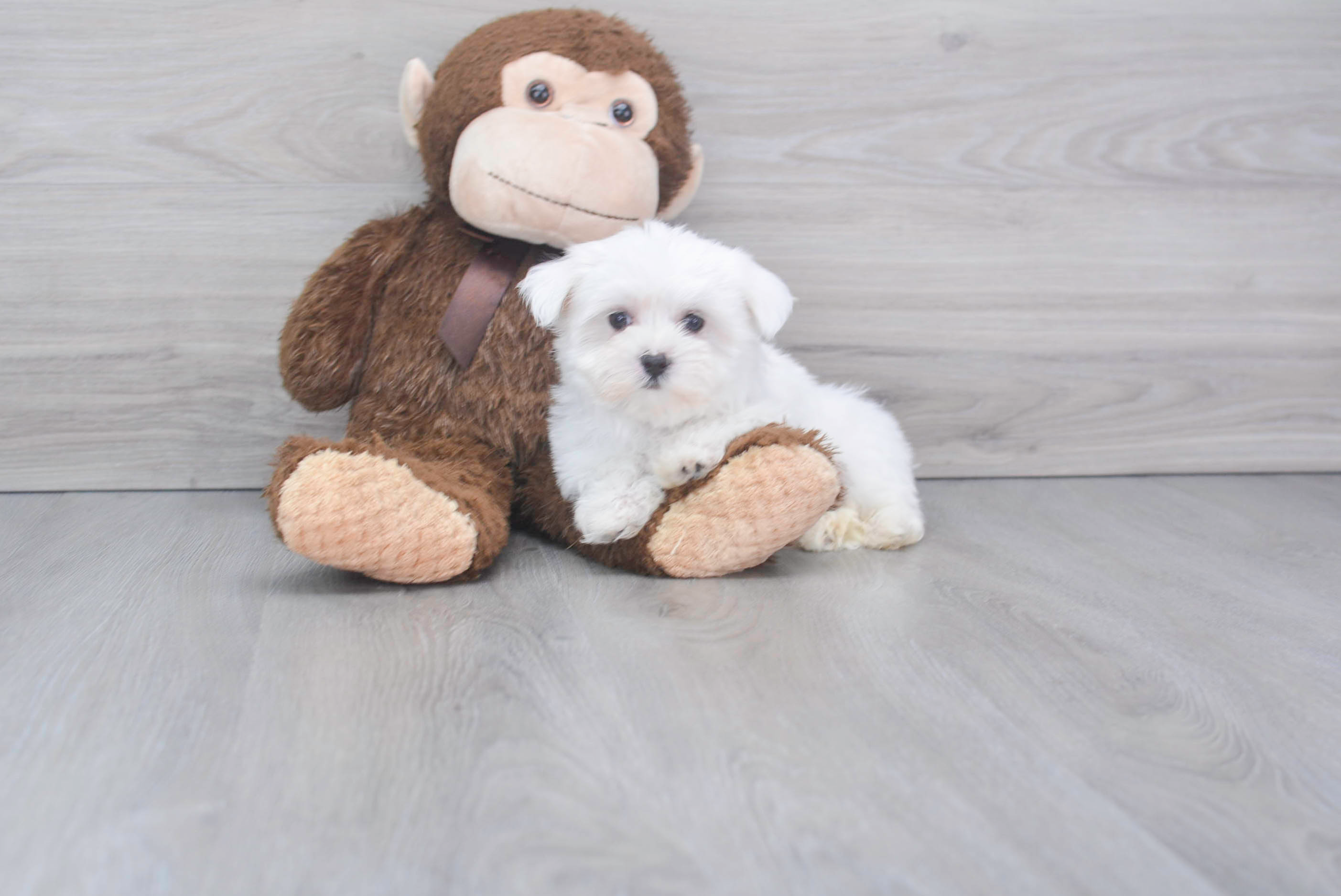 Funny Maltese Purebred Pup