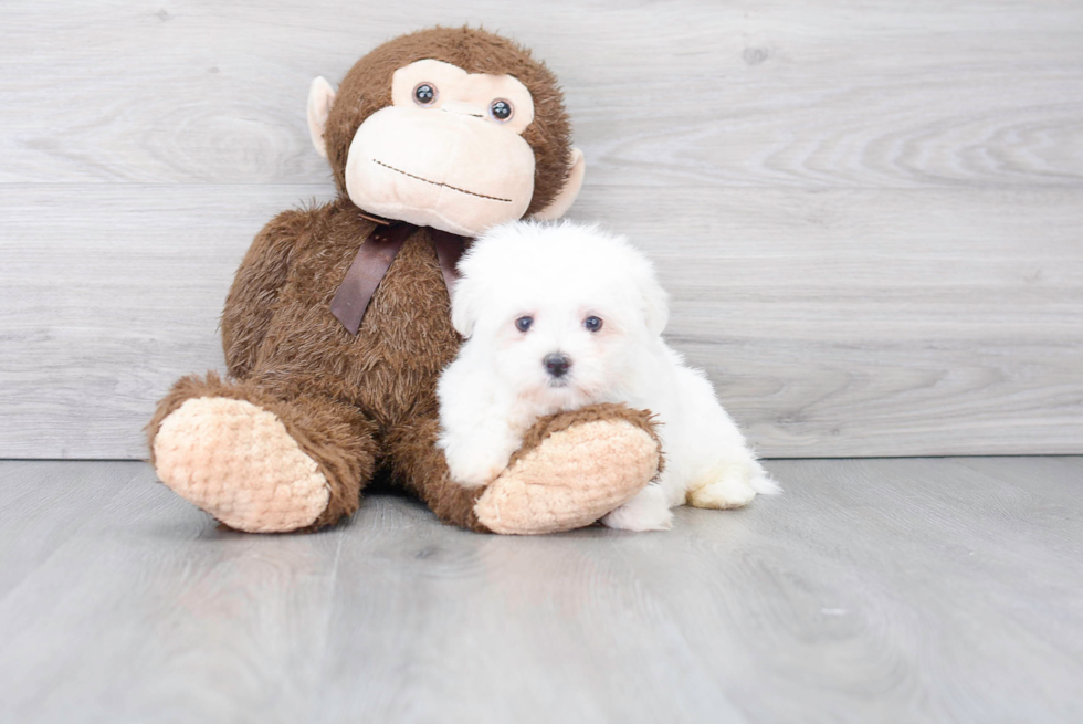 Energetic Maltese Purebred Puppy