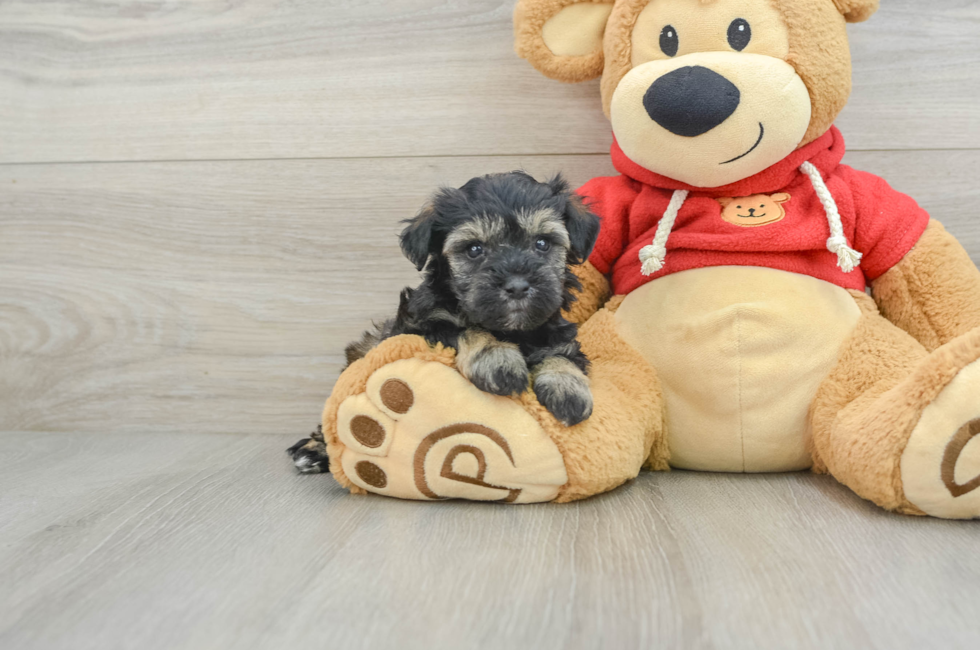 7 week old Mini Schnoodle Puppy For Sale - Premier Pups