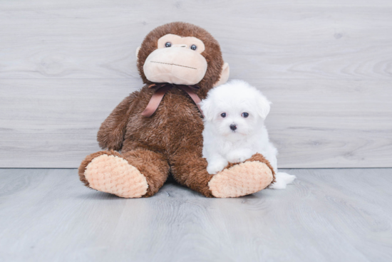 Happy Maltese Purebred Puppy