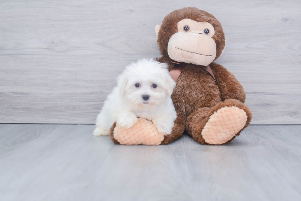 Maltese Pup Being Cute