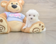 7 week old Maltese Puppy For Sale - Premier Pups