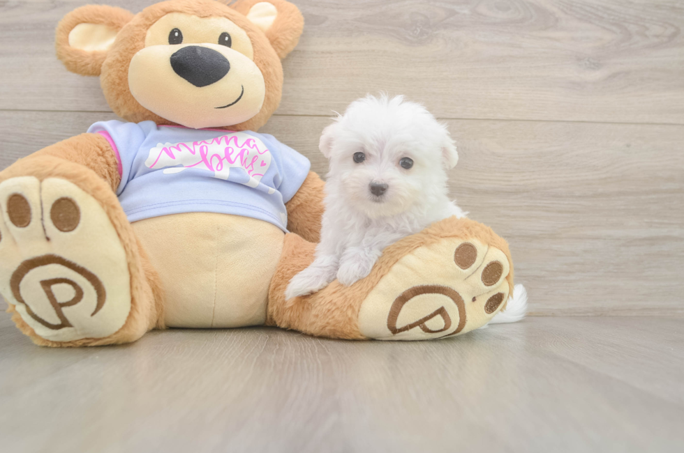 8 week old Maltese Puppy For Sale - Premier Pups