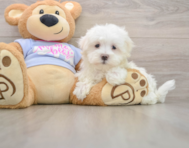 8 week old Maltese Puppy For Sale - Premier Pups