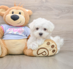 7 week old Maltese Puppy For Sale - Premier Pups