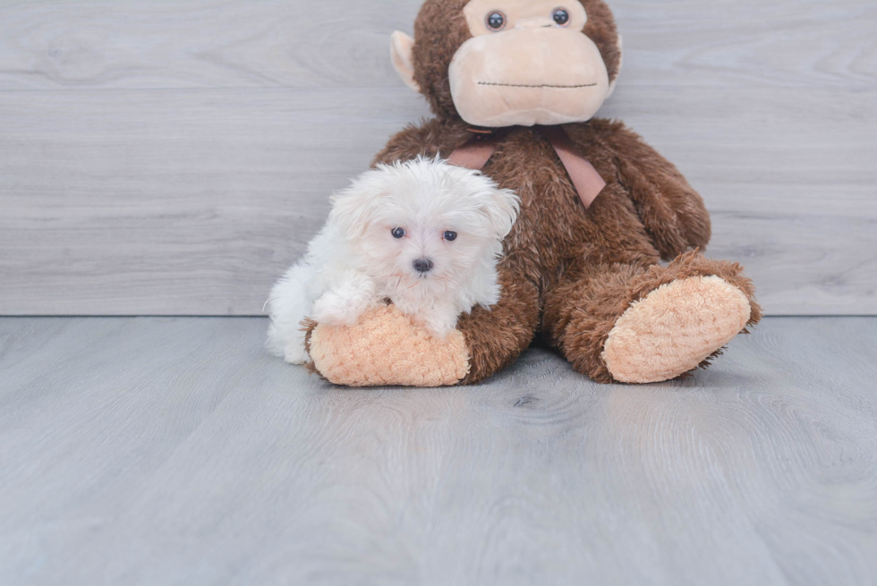 Playful Maltese Purebred Pup