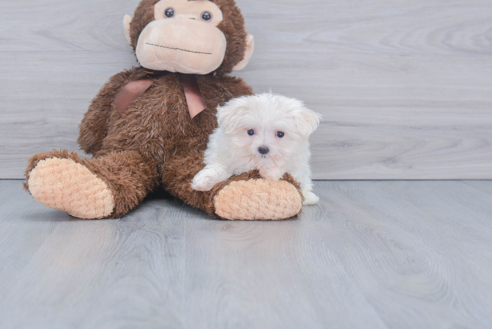 Fluffy Maltese Purebred Puppy