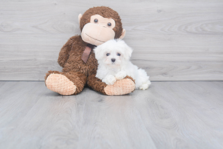 Maltese Pup Being Cute