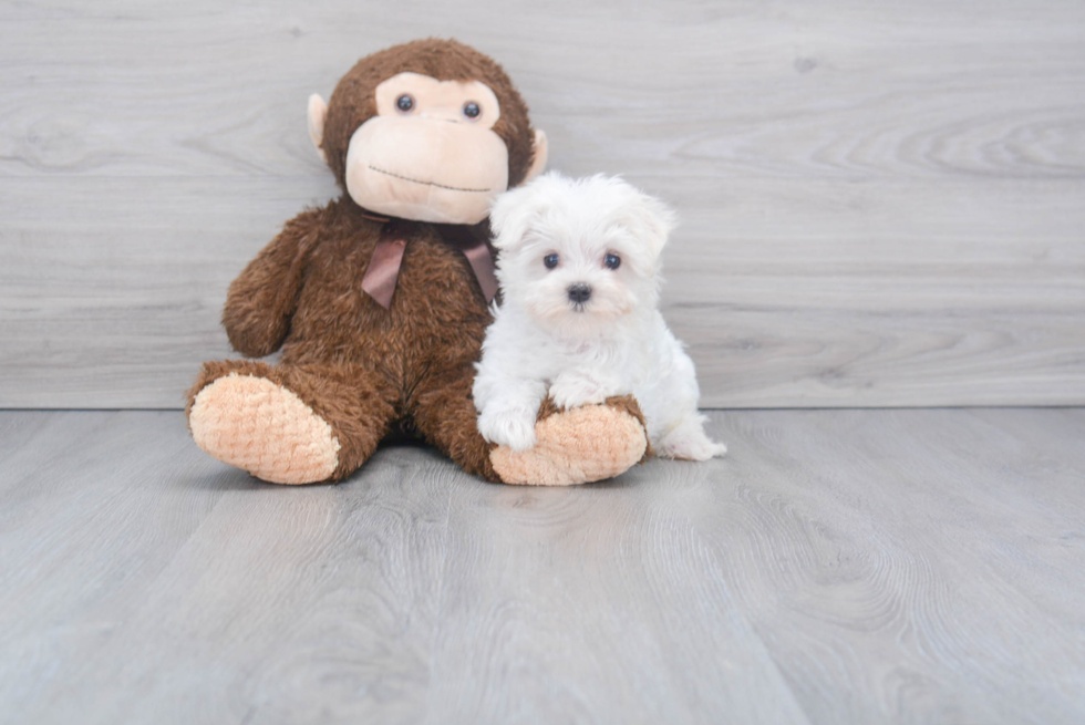 Sweet Maltese Purebred Puppy