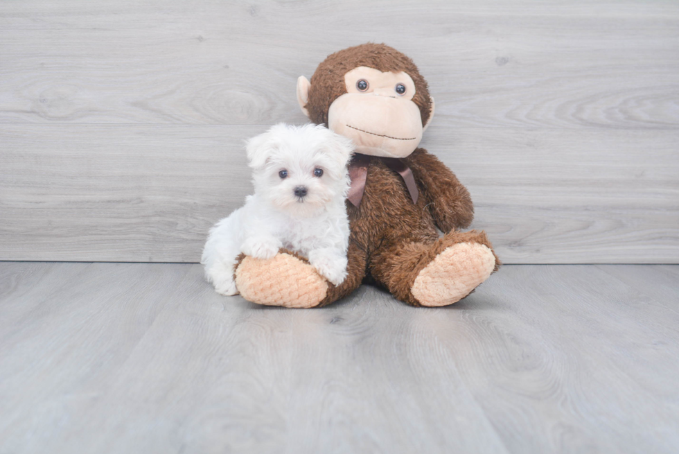 Cute Maltese Purebred Puppy