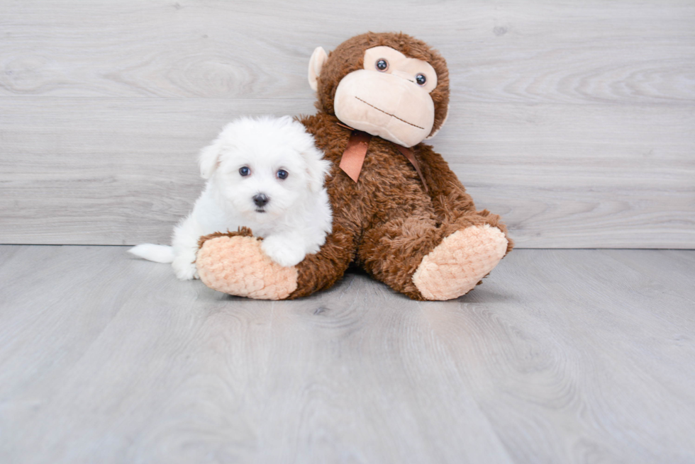 Friendly Maltese Baby