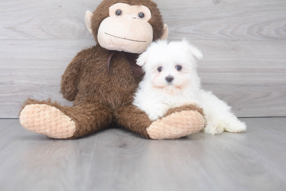 Fluffy Maltese Purebred Puppy