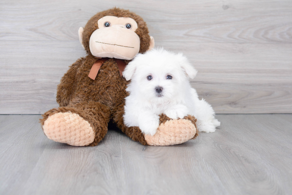 Maltese Pup Being Cute