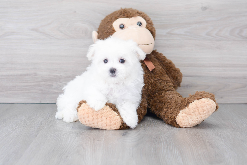 Maltese Pup Being Cute