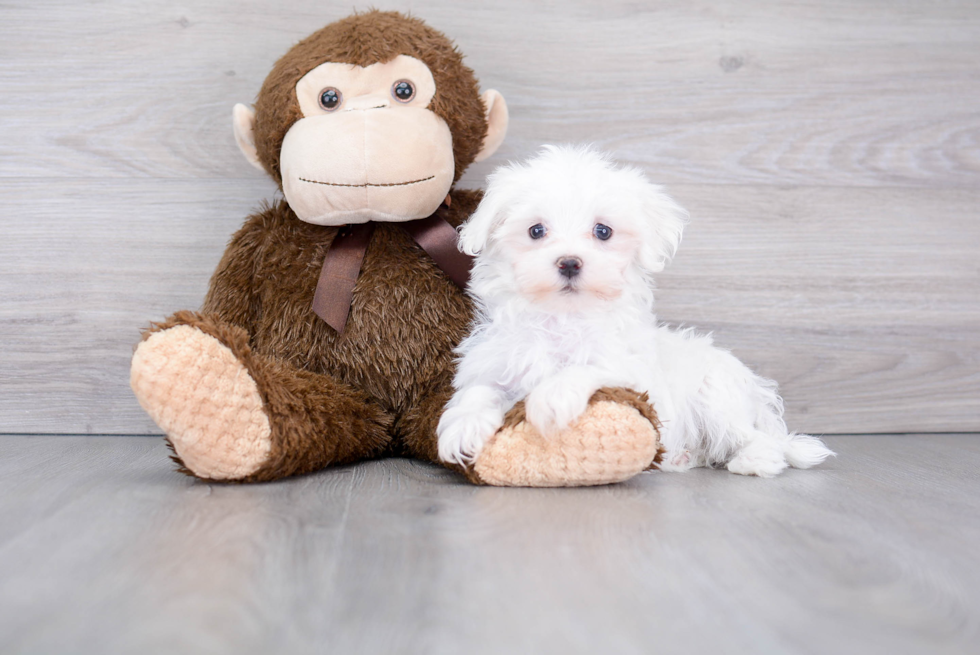 Little Maltese Purebred Pup