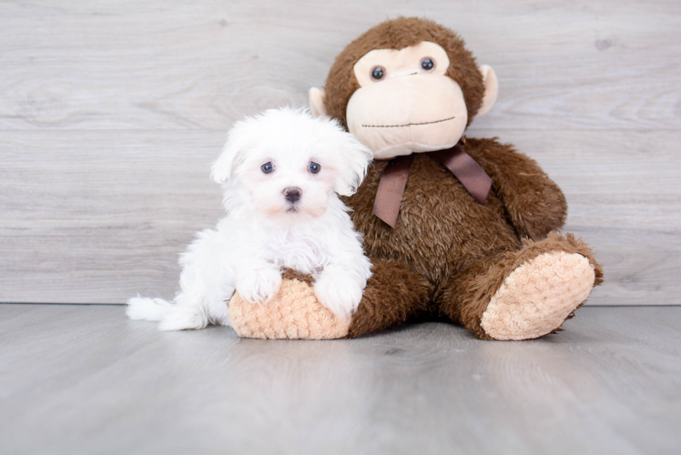 Funny Maltese Baby