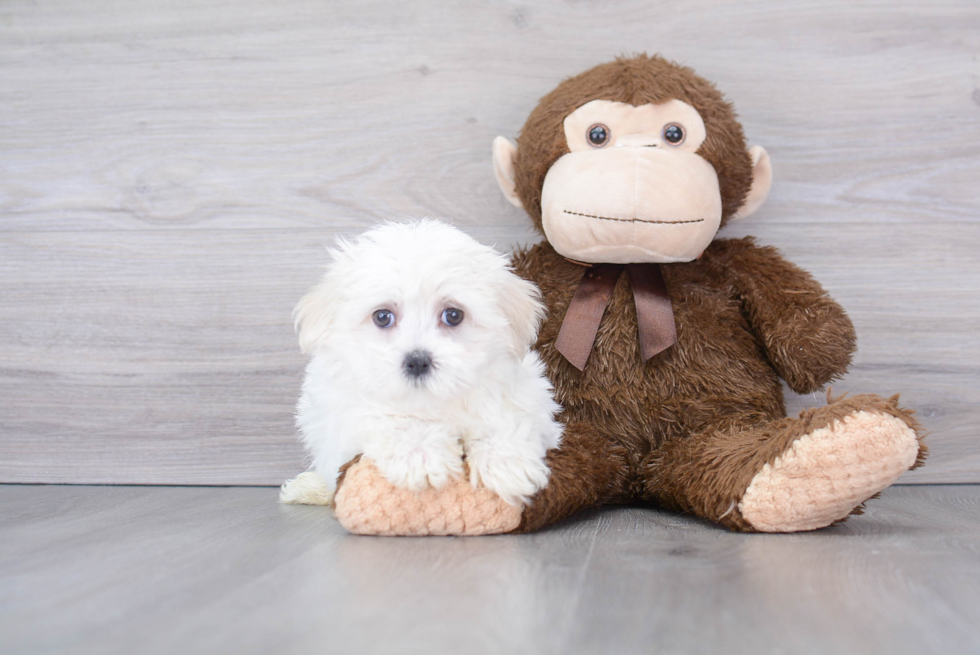 Maltese Pup Being Cute