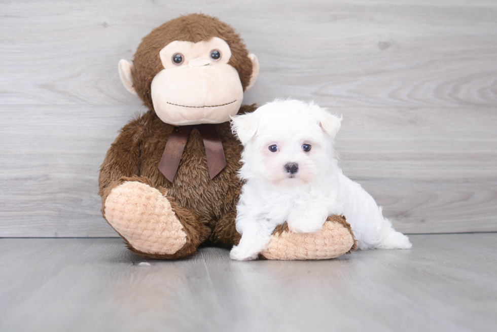 Maltese Pup Being Cute