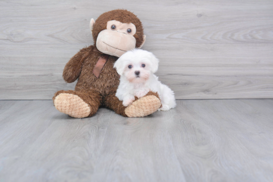 Popular Maltese Purebred Pup