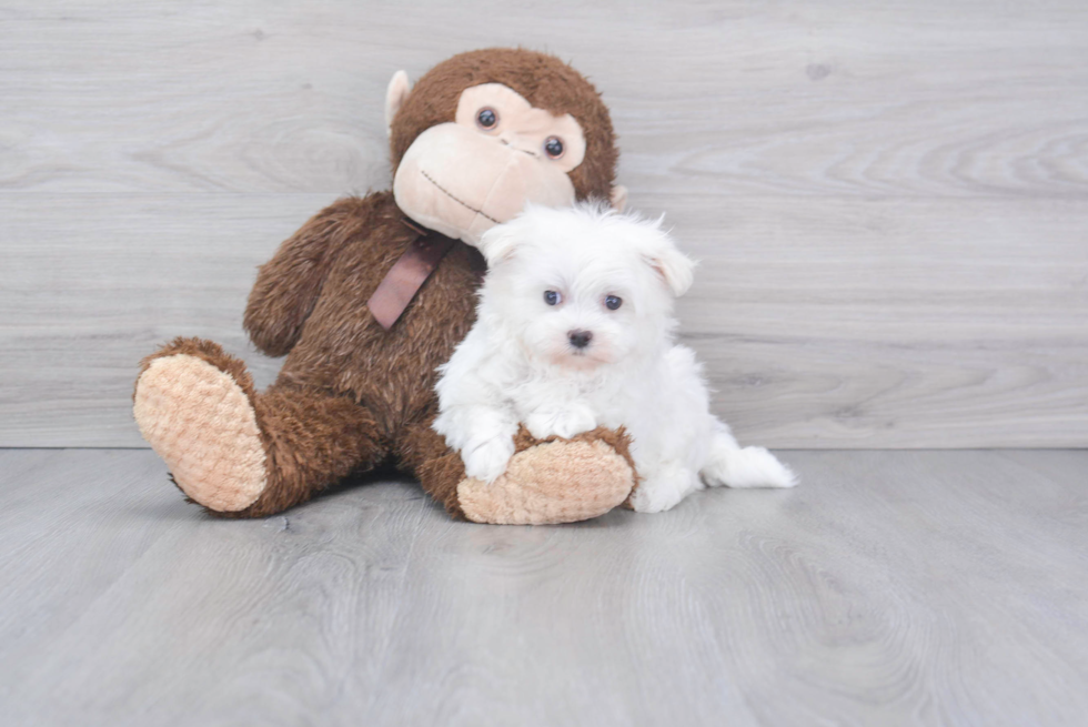 Maltese Pup Being Cute