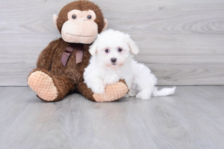 Smart Maltese Purebred Puppy