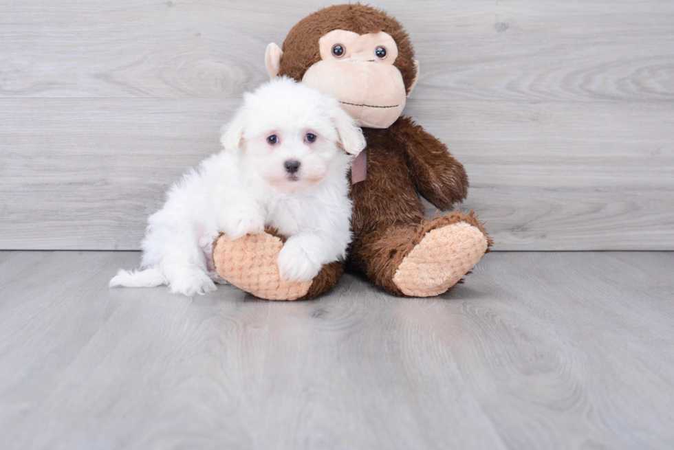 Small Maltese Baby