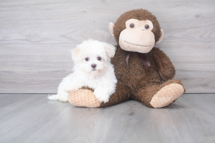 Small Maltese Purebred Pup