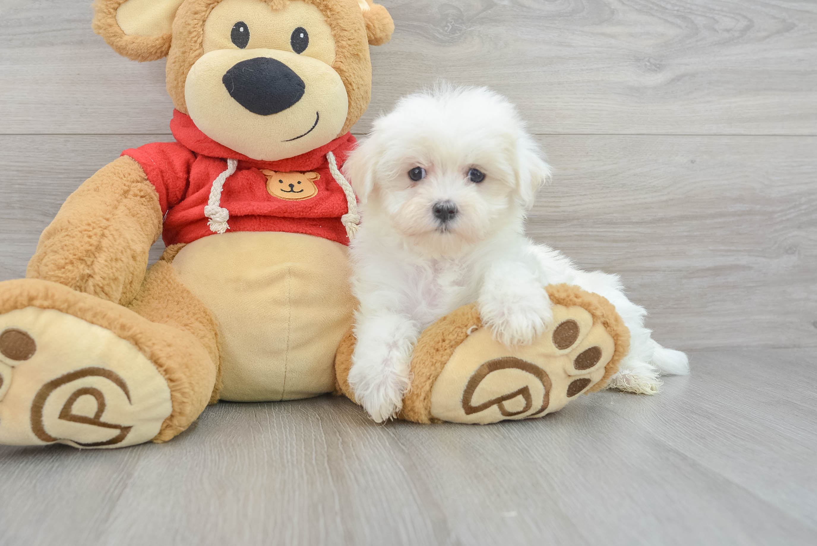 Sweet Maltese Cloud: 2lb 12oz Purebred Puppy