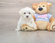 8 week old Maltese Puppy For Sale - Premier Pups