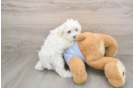 Smart Maltese Purebred Puppy