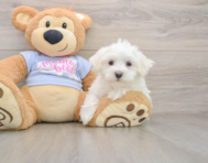 8 week old Maltese Puppy For Sale - Premier Pups