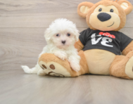 7 week old Maltese Puppy For Sale - Premier Pups