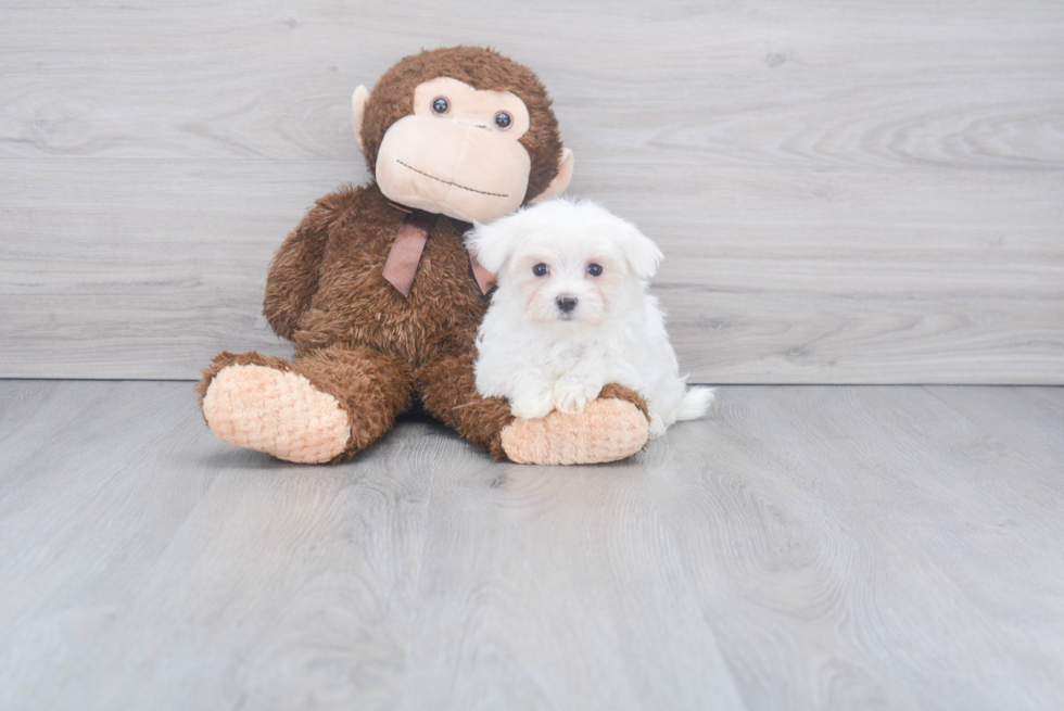 Akc Registered Maltese Baby