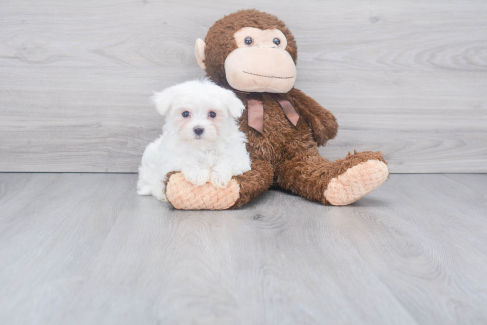 Funny Maltese Purebred Pup