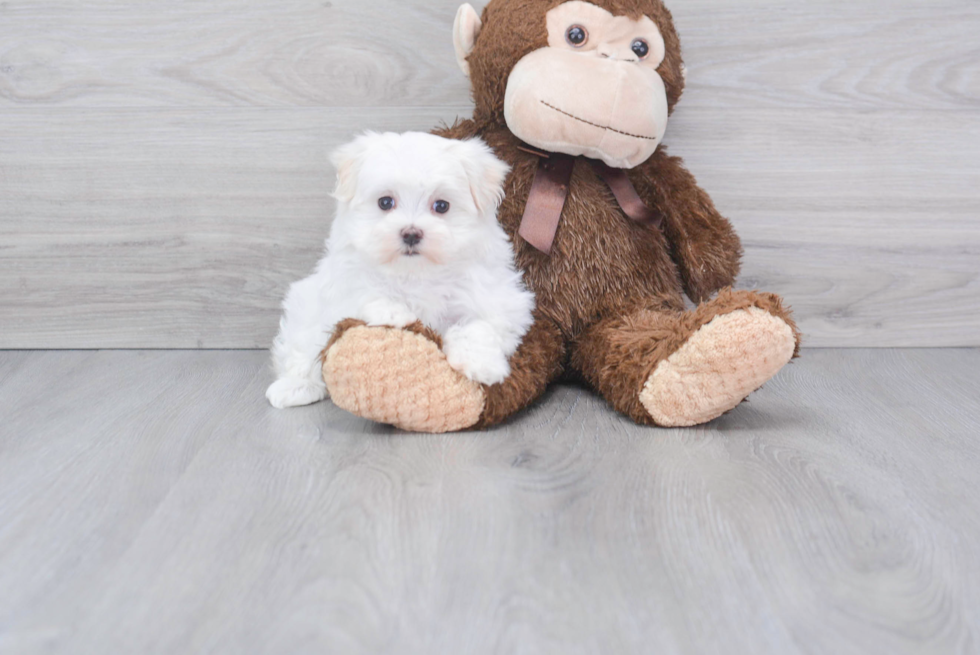 Sweet Maltese Purebred Puppy