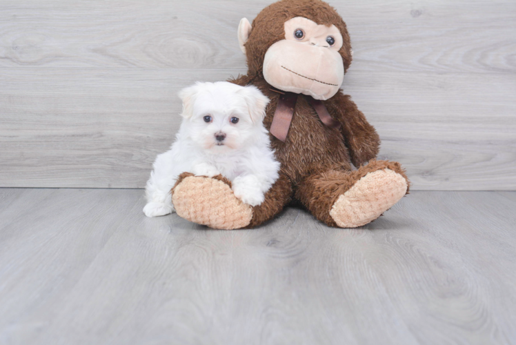 Hypoallergenic Maltese Baby