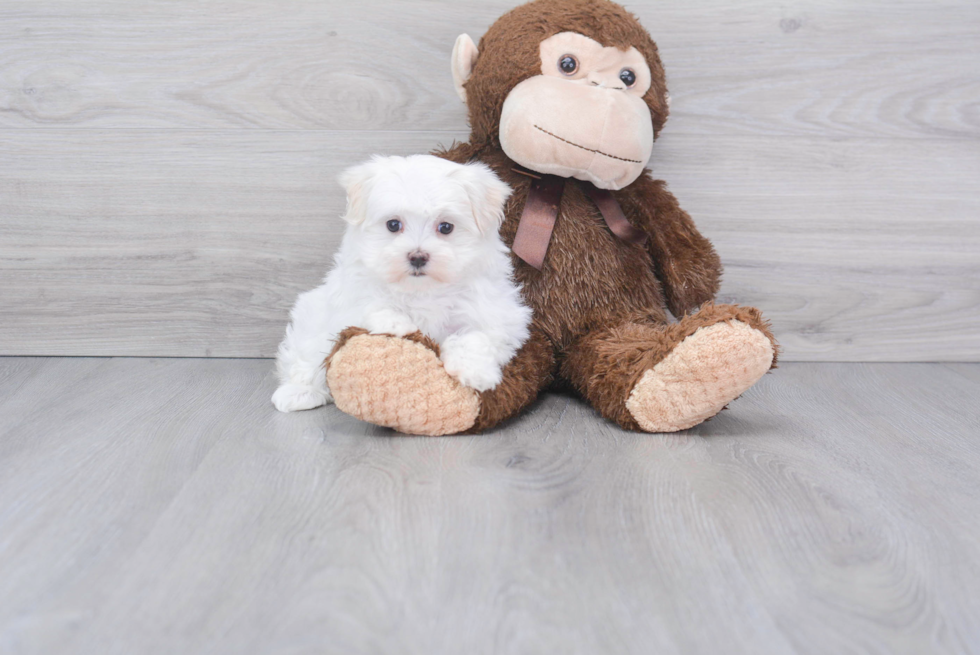 Hypoallergenic Maltese Baby