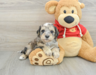 8 week old Mini Schnoodle Puppy For Sale - Premier Pups