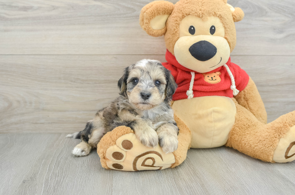 9 week old Mini Schnoodle Puppy For Sale - Premier Pups