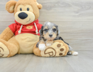 8 week old Mini Schnoodle Puppy For Sale - Premier Pups